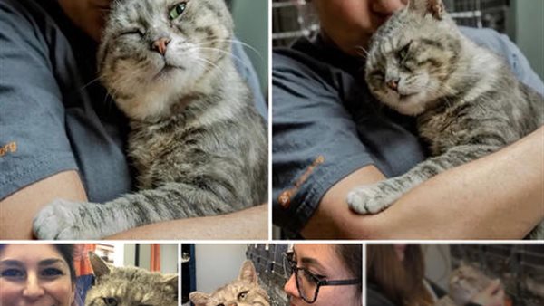 Lovebug، a street cat، was rescued and craves for endless lo