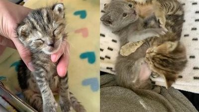 article