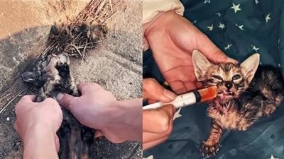 article